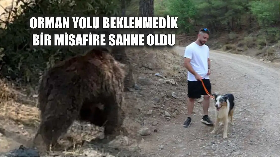 Orman Yolu Beklenmedik Bir Misafire Sahne Oldu