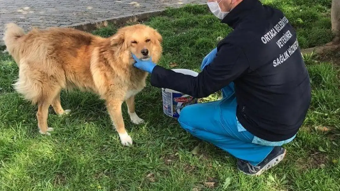 Ortaca Belediyesinden 'Can dostlara' mama ve su takviyesi