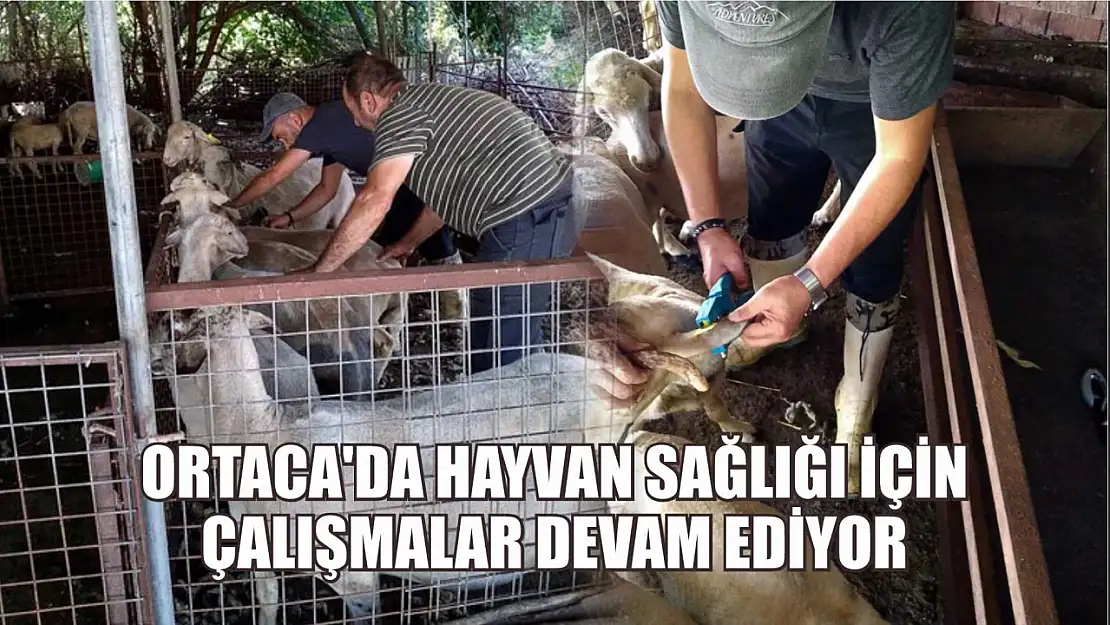 Ortaca'da hayvan sağlığı için çalışmalar devam ediyor