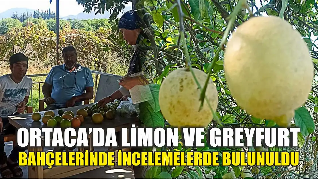 Ortaca'da limon ve greyfurt bahçelerinde incelemelerde bulunuldu