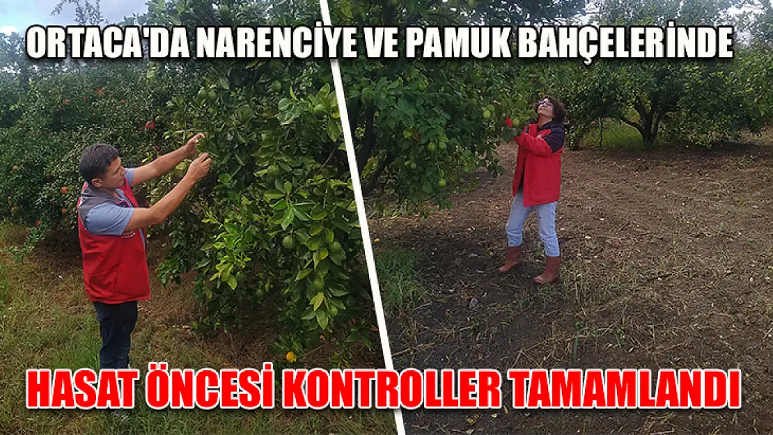 Ortaca'da narenciye ve pamuk bahçelerinde hasat öncesi kontroller tamamlandı