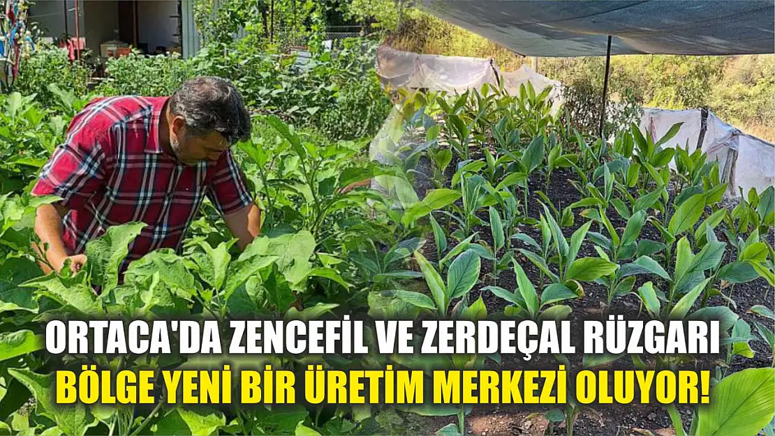 Ortaca'da Zencefil ve Zerdeçal Rüzgarı: Bölge Yeni Bir Üretim Merkezi Oluyor!