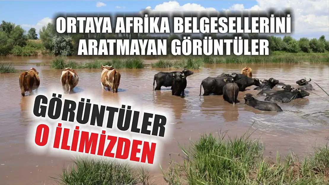 Ortaya Afrika belgesellerini aratmayan görüntüler görüntüler o ilimizden