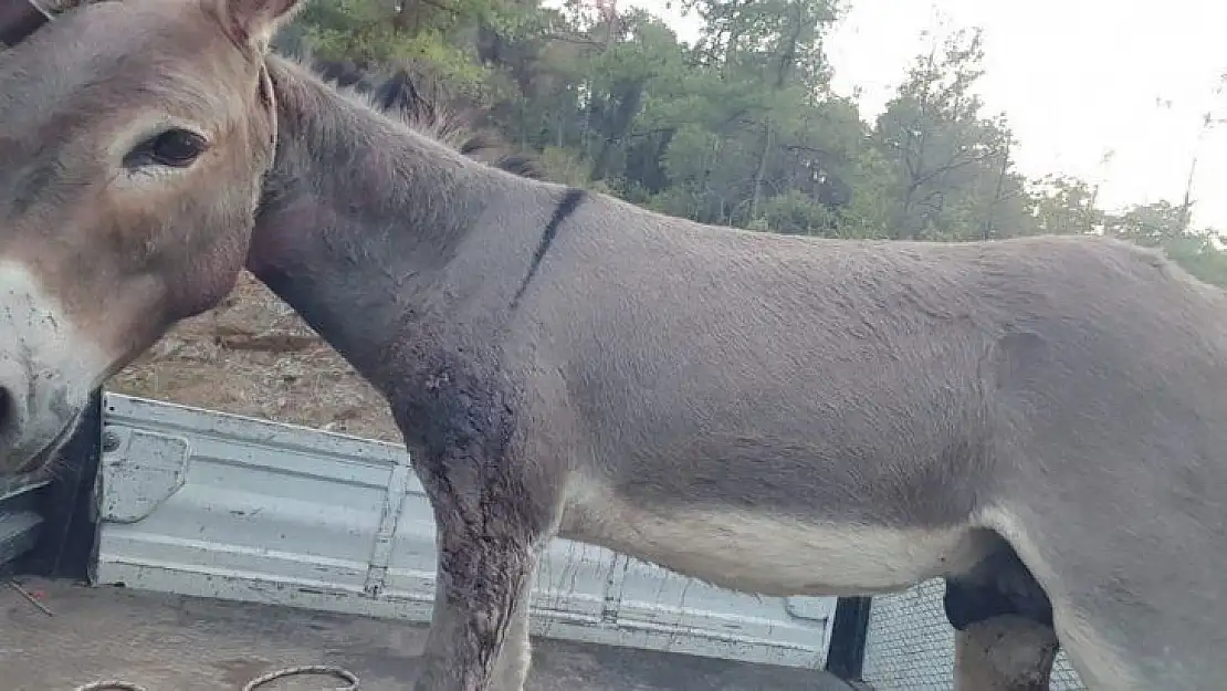 Otelden kaçan eşek silahla vurularak yakalandı