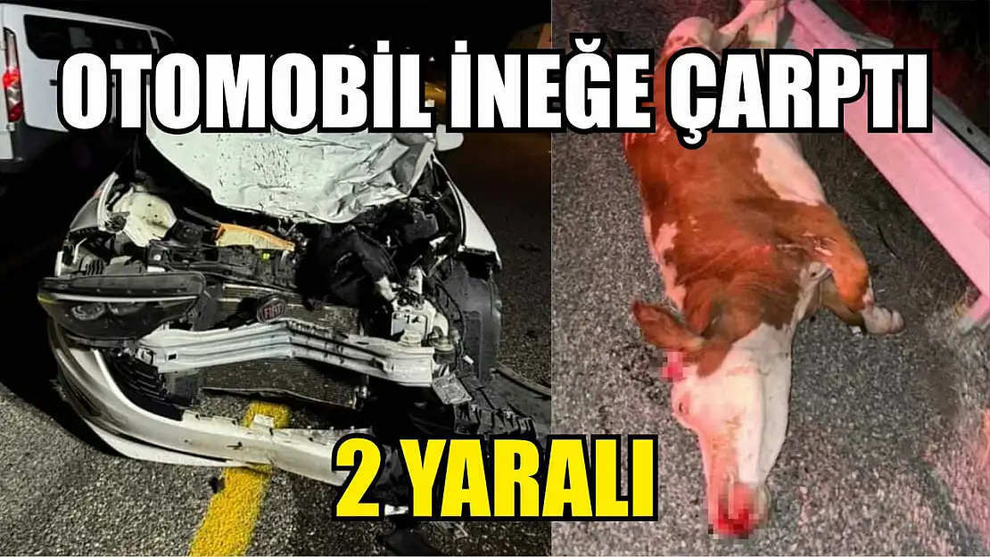 Otomobil ineğe çarptı: 2 yaralı