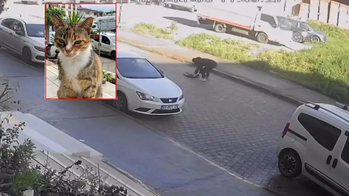 Otomobilin çarpıp kaçtığı kedi, sahibinin kucağında öldü