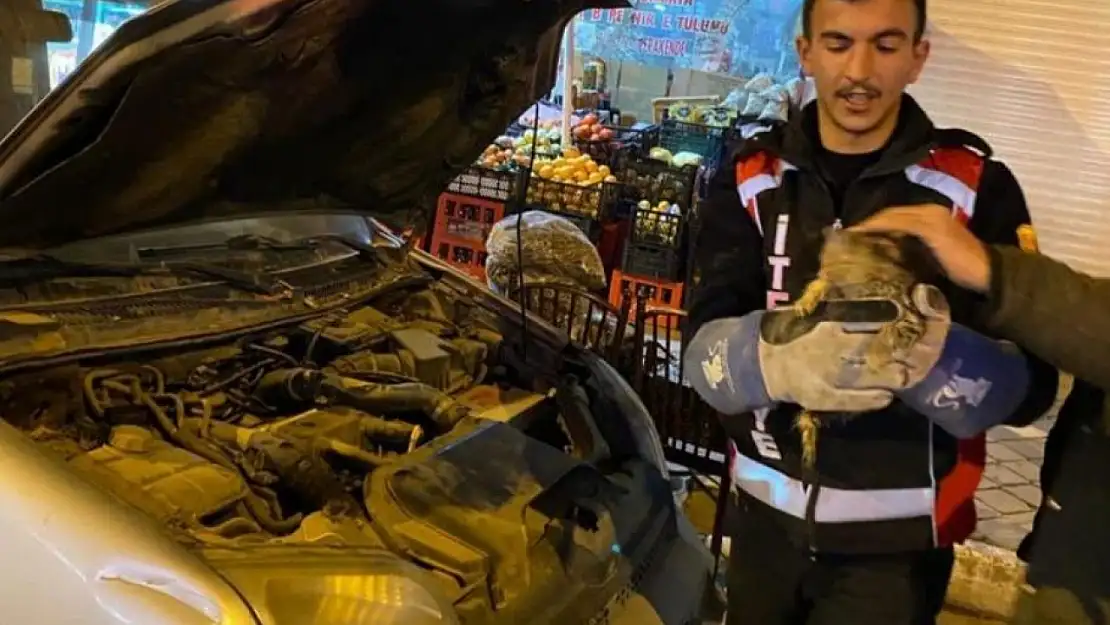 Otomobilin motoruna sıkışan yavru kedi kurtarıldı