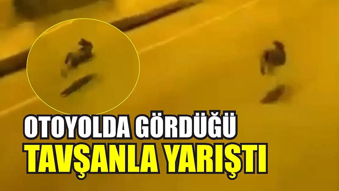 Otoyolda gördüğü tavşanla yarıştı