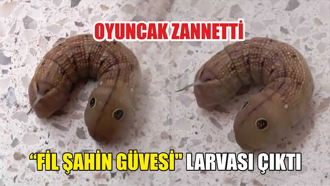 Oyuncak zannetti 'Fil Şahin Güvesi' larvası çıktı