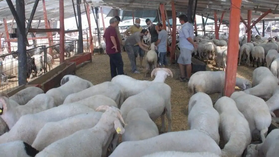 Pandemi Tedbirleri Altında Kurbanlık Satışları Başladı