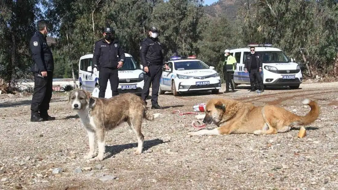 Polis ekipleri zorlu kış şartlarında sokak hayvanlarını unutmadı