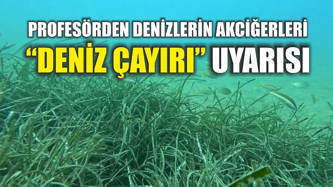 Profesörden denizlerin akciğerleri 'deniz çayırı' uyarısı