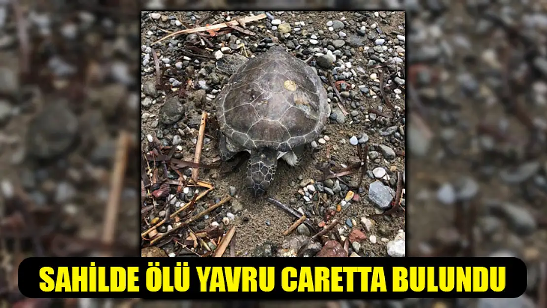 Sahilde Ölü Yavru Caretta Bulundu