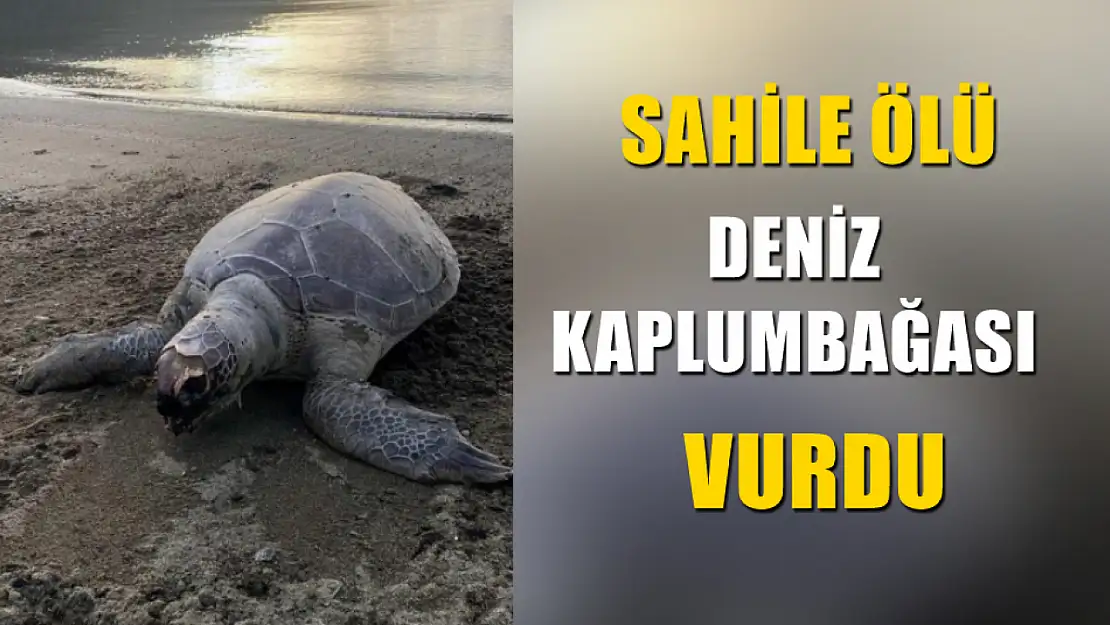 Sahile ölü deniz kaplumbağası vurdu