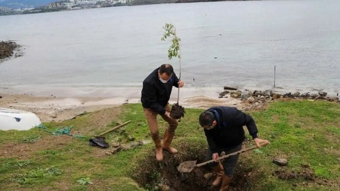 Sahillerde ağaçlandırma çalışması gerçekleştiriliyor