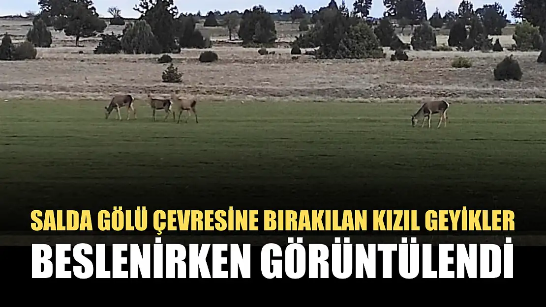 Salda Gölü çevresine bırakılan kızıl geyikler beslenirken görüntülendi