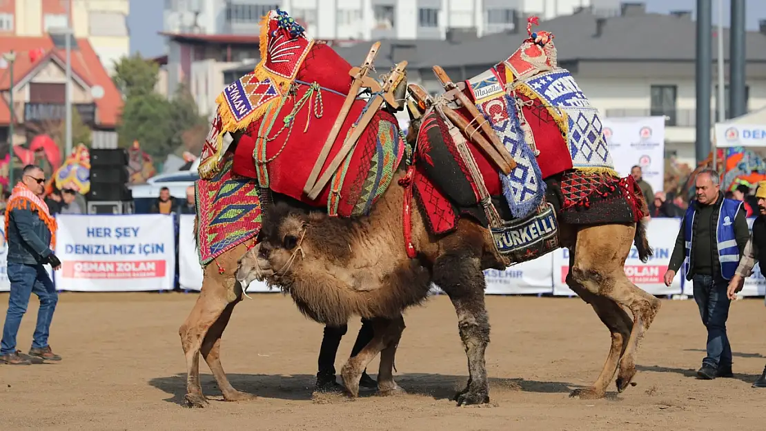 Şampiyon Develer Arenaya Çıkıyor