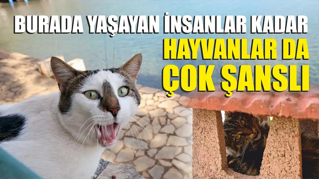 Şanslı hayvanlar