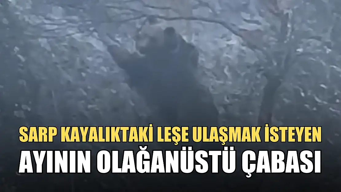 Sarp kayalıktaki leşe ulaşmak isteyen ayının olağanüstü çabası