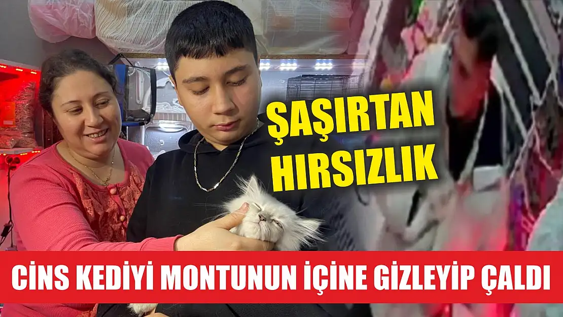 Şaşırtan hırsızlık: Cins kediyi montunun içine gizleyip çaldı