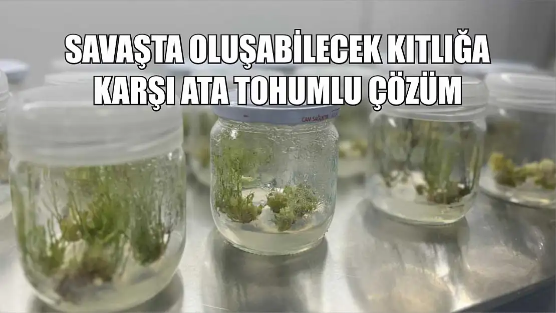 Savaşta oluşabilecek kıtlığa karşı ata tohumlu çözüm