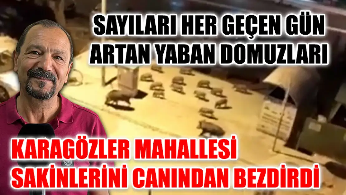 Sayıları Her Geçen Gün Artan Yaban Domuzları Karagözler Mahallesi Sakinlerini Canından Bezdirdi