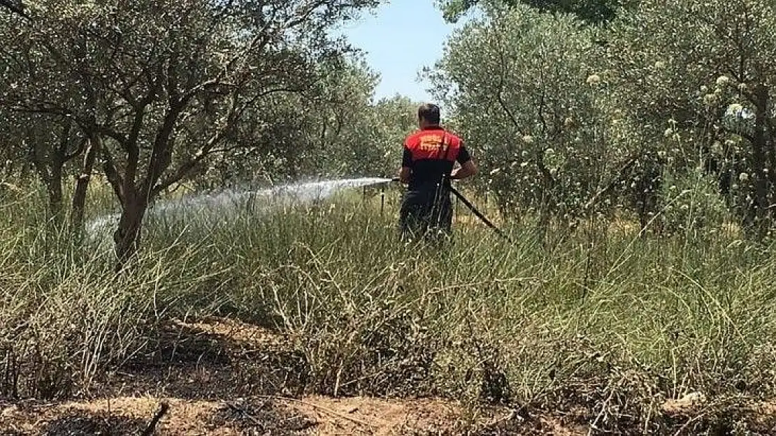 Sece Yaylasında çıkan yangında 40 zeytin ağacı zarar gördü