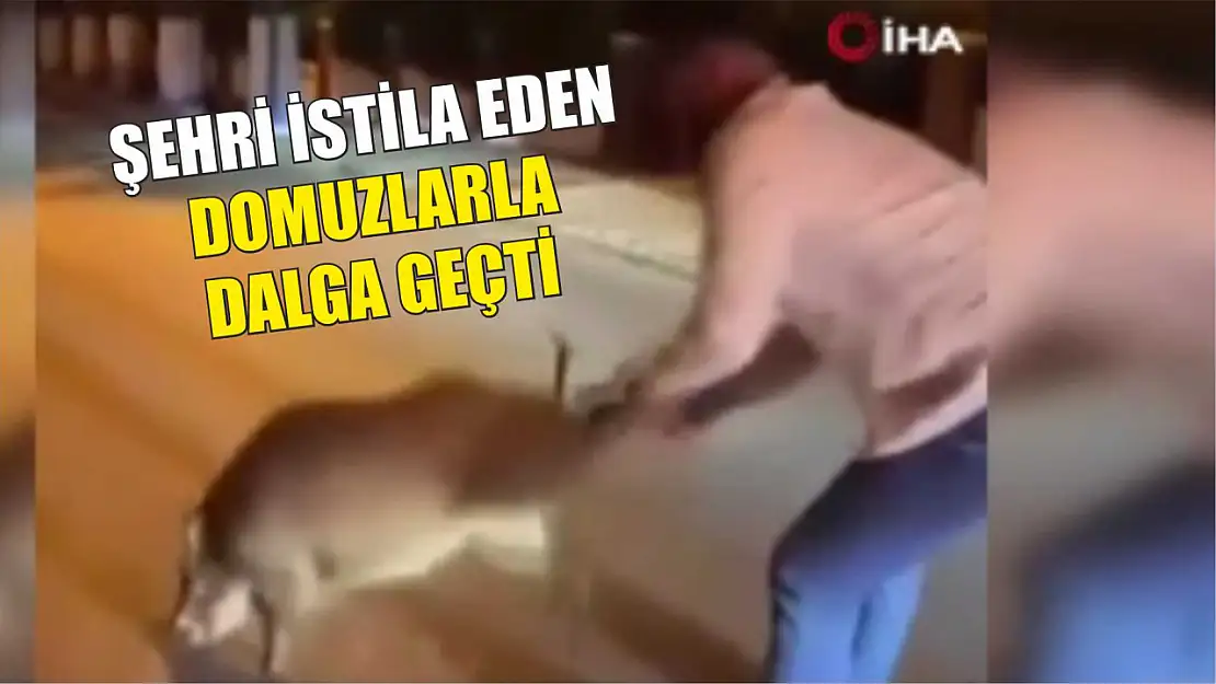 Şehri istila eden domuzlarla dalga geçti