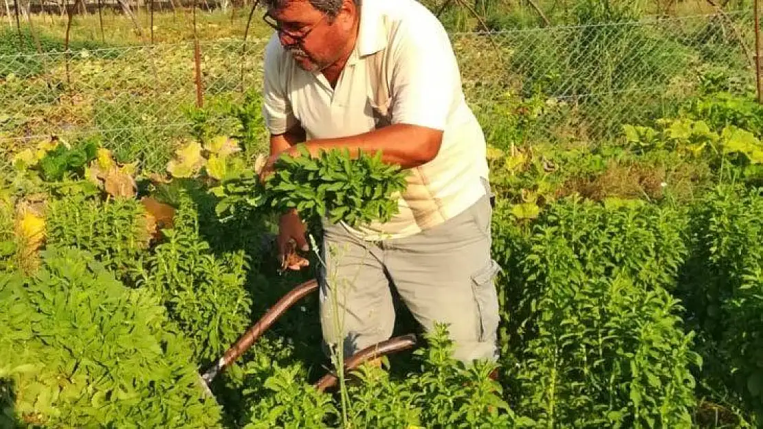 'Şeker Otları' Çiftçinin Cebini Tatlandıracak