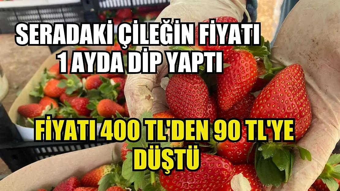 Seradaki çileğin fiyatı 1 ayda dip yaptı: Fiyatı 400 TL'den 90 TL'ye düştü