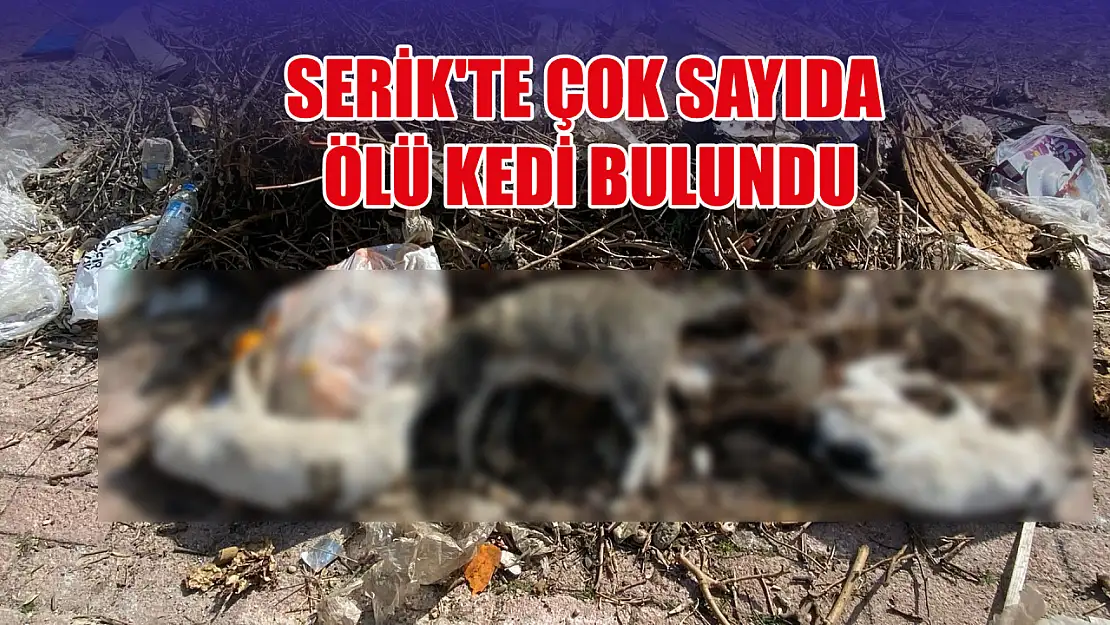 Serik'te çok sayıda ölü kedi bulundu