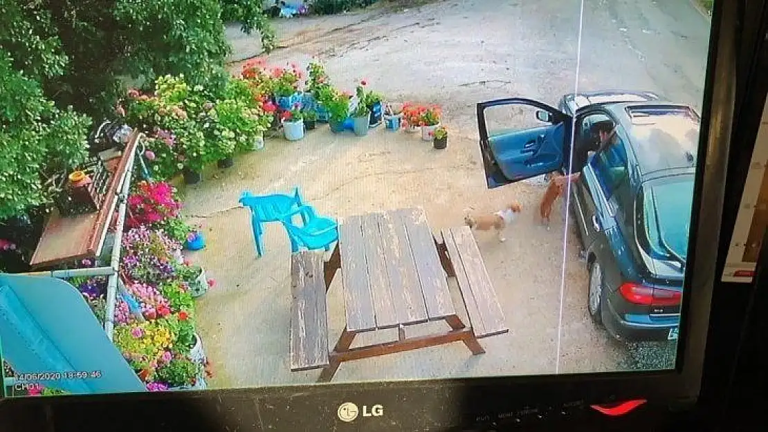 Sevecekmiş gibi yanına çağırdığı sevimli hayvanı böyle çaldı