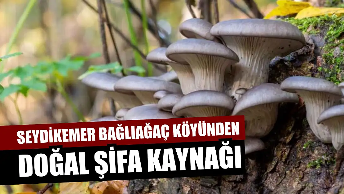 Seydikemer Bağlıağaç köyünden doğal şifa kaynağı