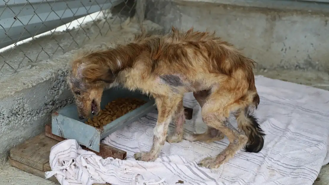 Seydikemer Belediyesi hasta köpeğe sahip çıktı