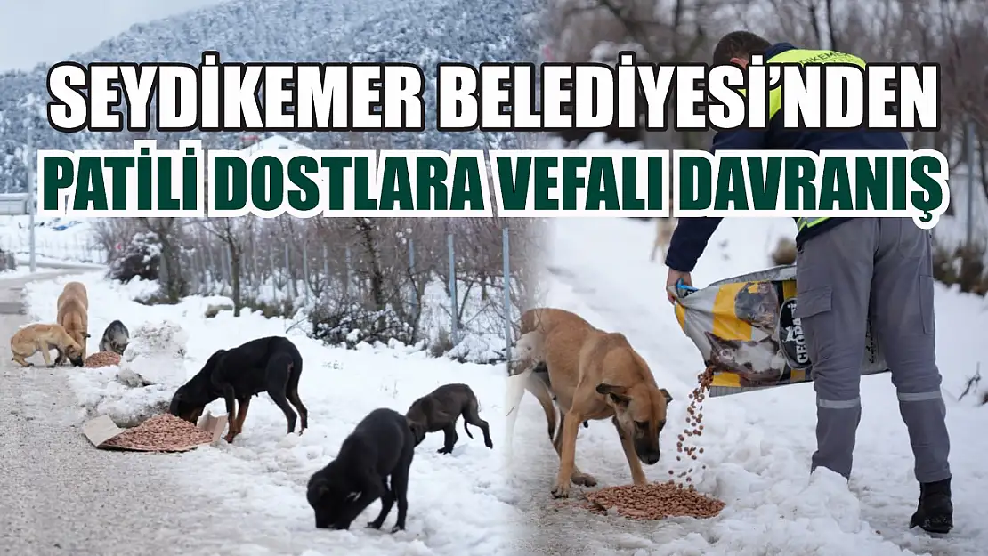 Seydikemer Belediyesi'nden Patili Dostlara Vefalı Davranış