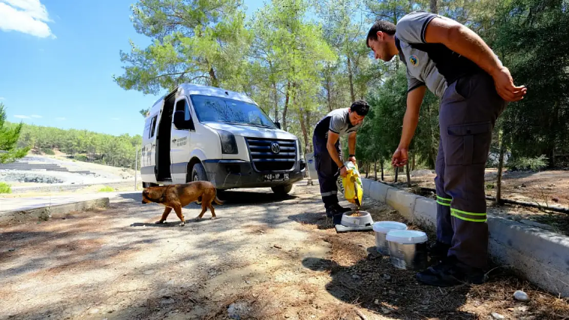 Seydikemer Belediyesi patili dostların yardımına koştu