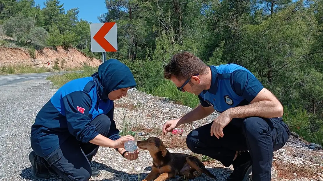 Seydikemer Belediyesi Zabıta Ekipleri, Bitkin Haldeki Yavru Köpeğe Su Verdi