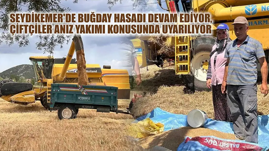 Seydikemer'de Buğday hasadı devam ediyor, çiftçiler anız yakımı konusunda uyarılıyor