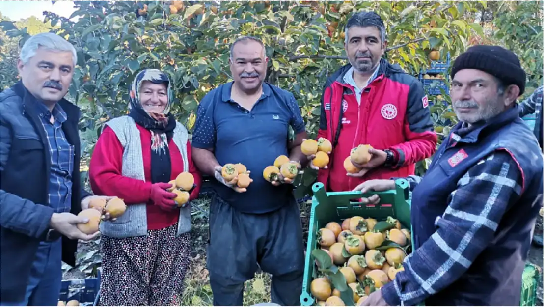 Seydikemer'de Cennet Elması için hasat vakti