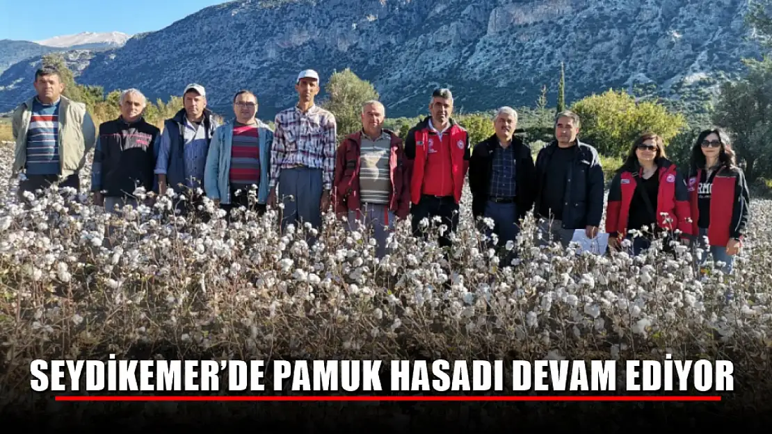 Seydikemer'de Pamuk Hasadı Devam Ediyor