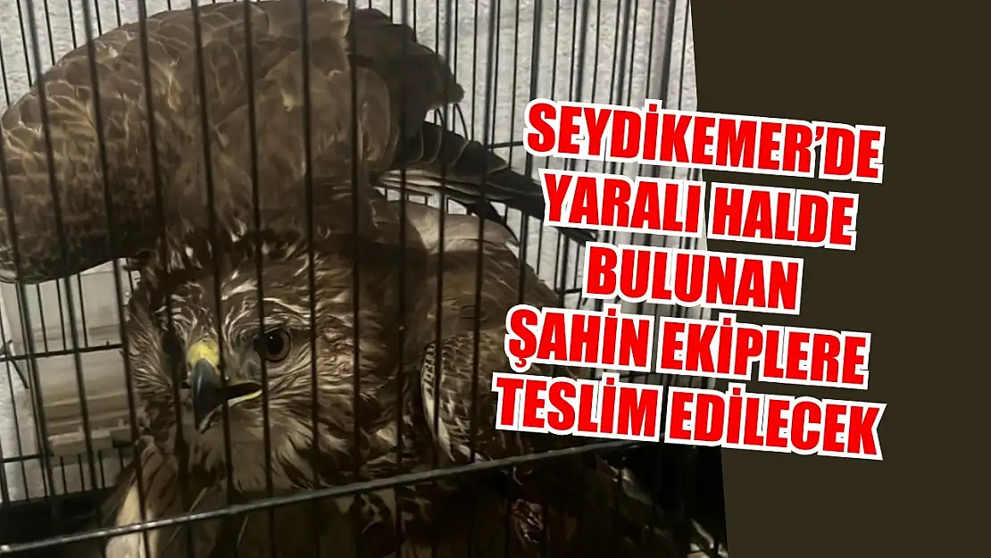 Seydikemer'de yaralı halde bulunan Şahin ekiplere teslim edilecek