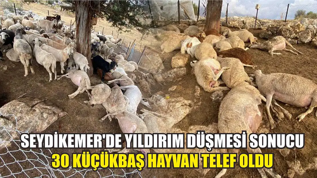 Seydikemer'de yıldırım düşmesi sonucu 30 küçükbaş hayvan telef oldu