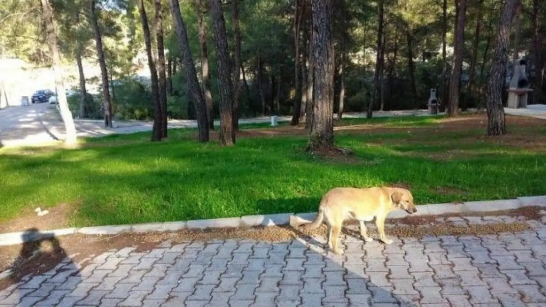 Seydikemer sokakları sessizliğe büründü