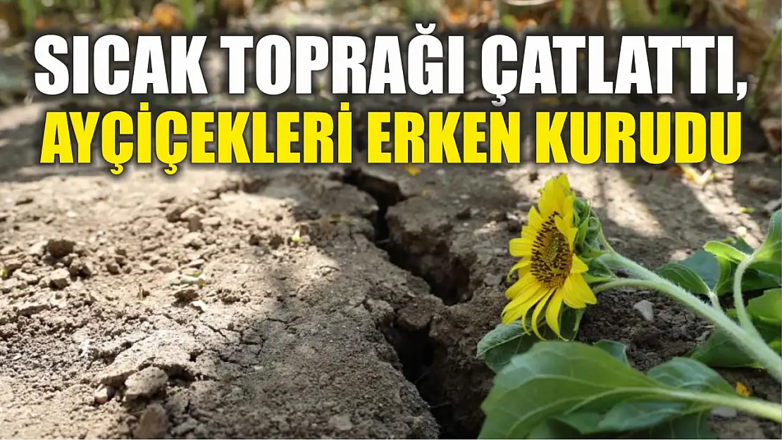 Sıcak toprağı çatlattı, ayçiçekleri erken kurudu