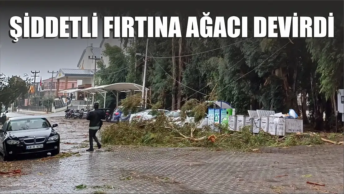 Şiddetli fırtına ağacı devirdi