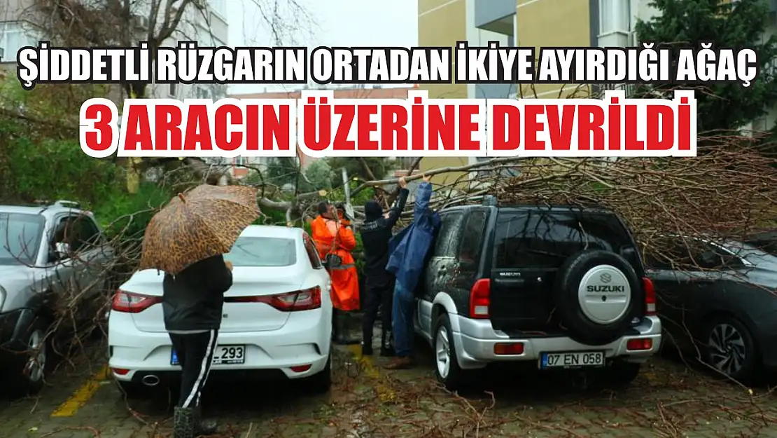 Şiddetli rüzgarın ortadan ikiye ayırdığı ağaç 3 aracın üzerine devrildi