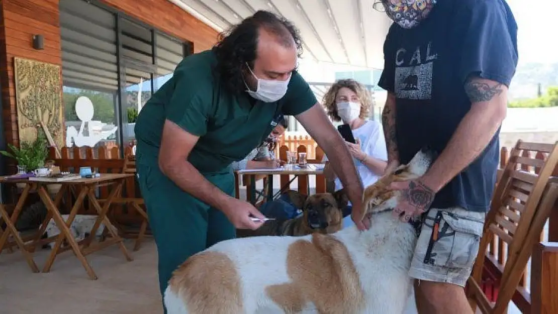 Sokak hayvanlarını kimliklendirme çalışmaları devam ediyor