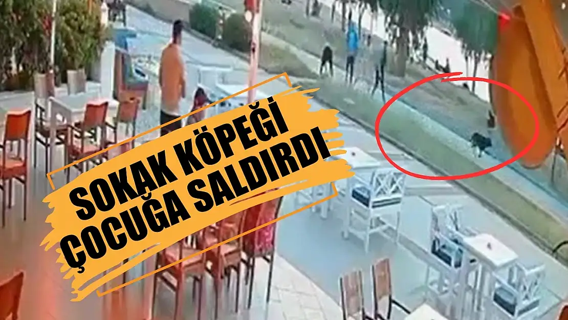 Sokak köpeği çocuğa saldırdı