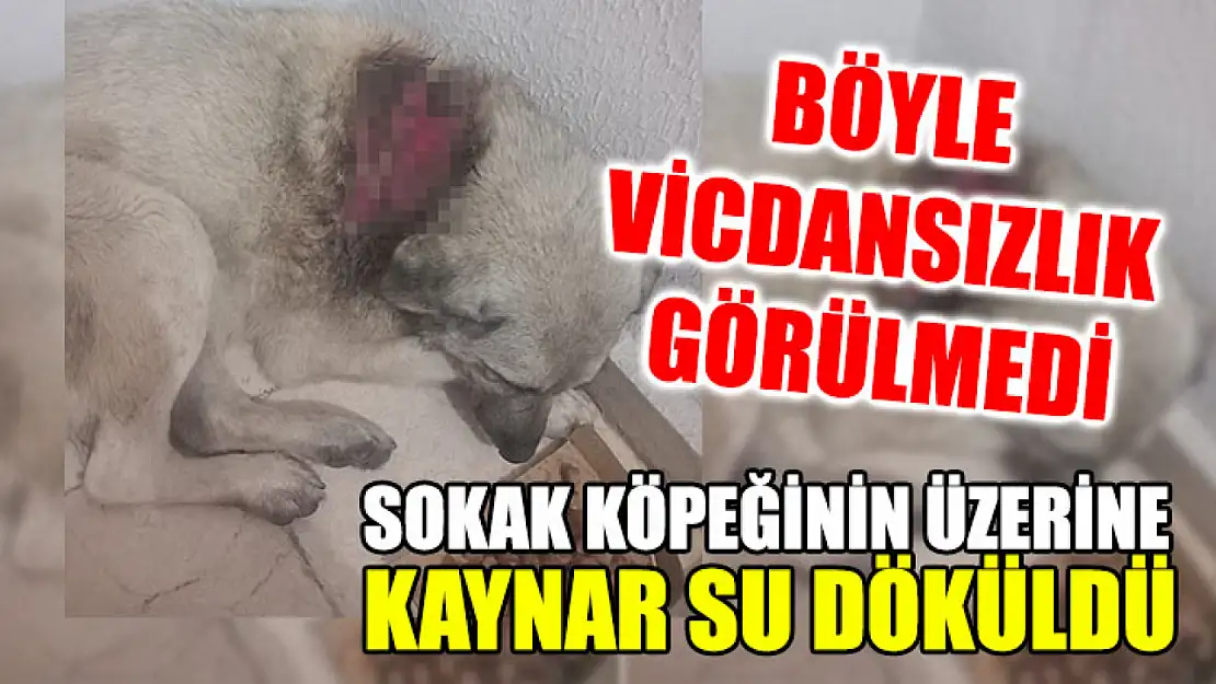 Sokak Köpeğinin Üzerine Kaynar Su Döküldü