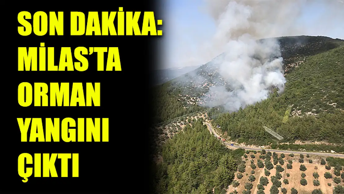 Son dakika: Milas'ta orman yangını çıktı